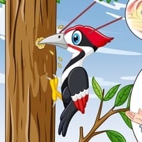 The Special Characteristic of the Woodpecker