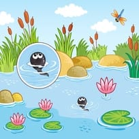 The Tadpole Turns Into A Frog