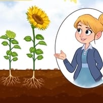 Why the Sunflower Grows Facing the Sun
