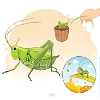 The Long-horned Grasshopper That Can “Sing”