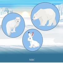 The Arctic Hare's Long Legs