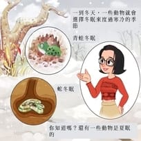 Animals That Sleep During The Summer