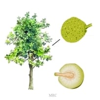 Can The Breadfruit Tree Really Grow Bread