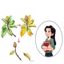 The Myster of The Change In Tree Leaves' Color