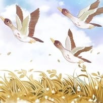 Wild Geese's Migration Pattern